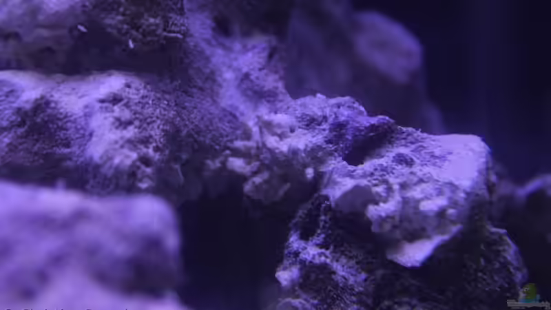 meine rster ´Besatz´? von chrisi01 (20)