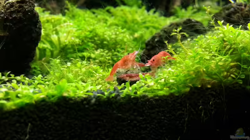 Meine Sakuras beim Futterkampf, noch sind sie schüchtern 20.12.12 von M to the ilan (43)