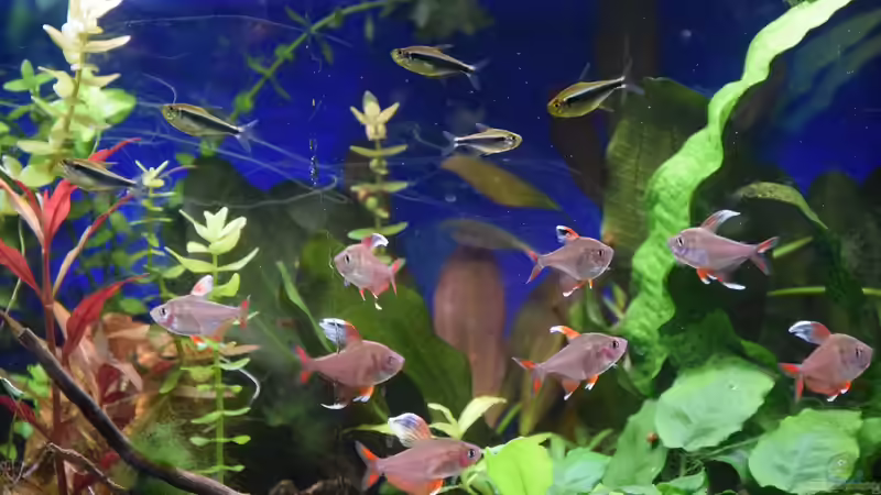 Meine Salmler 28.01.2020 von Acki50 (81)