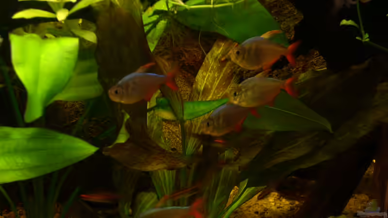 Meine Salmler von @quarium Cologne (85)