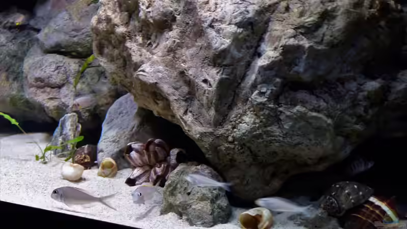 Meine Sandcichliden lieben den Fels  von Martina (18)