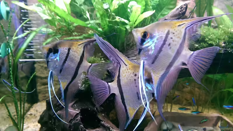 Meine Schätze.. von Ottche (224)