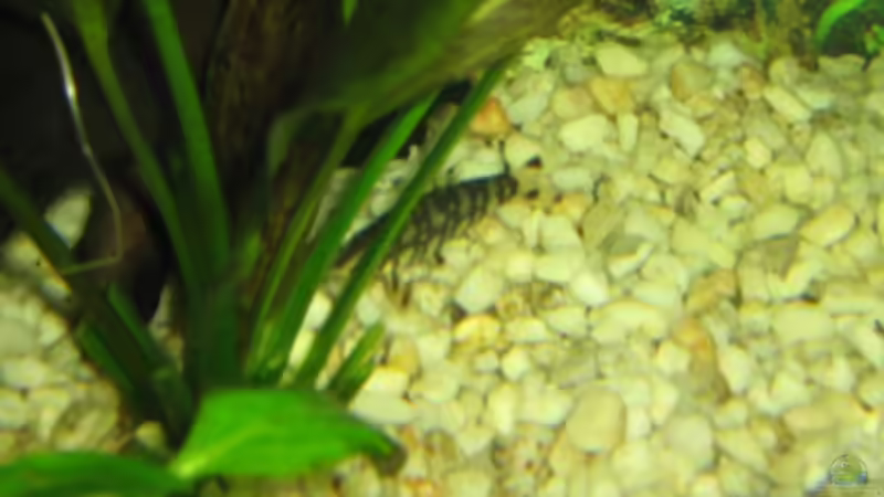 Aquarien mit Schmerlen (Einrichtungsbeispiele für Schmerlen Aquarium)