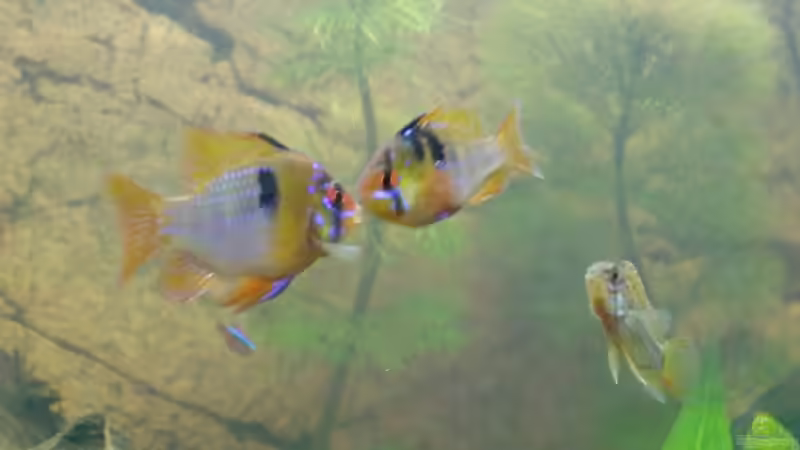 meine Schmetterlinge von SpL (25)