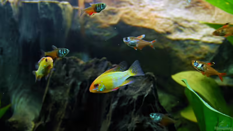 meine Schmetterlings-Buntbarsche von Torsten Märtke (4)