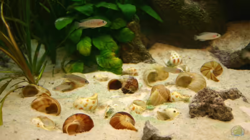Aquarien mit Schneckenbuntbarschen
