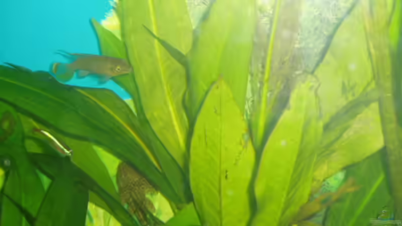 Echinodorus cordifolius im Aquarium pflegen (Einrichtungsbeispiele für Herzblättrige Schwertpflanze)