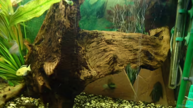 meine schöne grosse Wurzel von Sascha Kiefer (4)