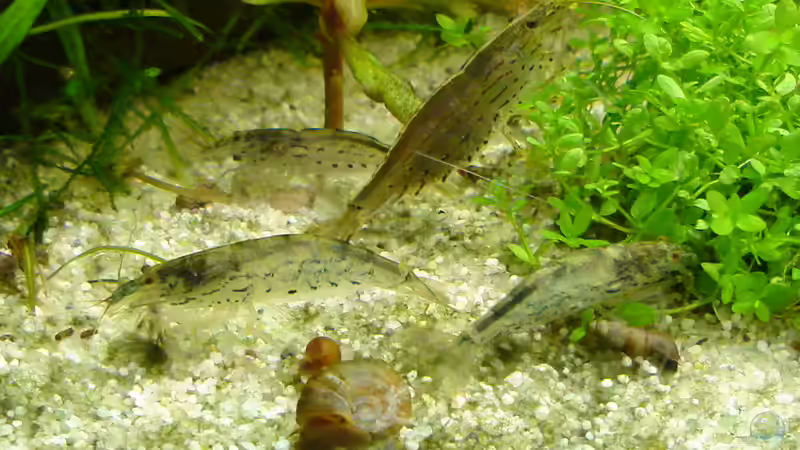 meine Schöne mit Gesellschaft von Susanne Kruse (20)