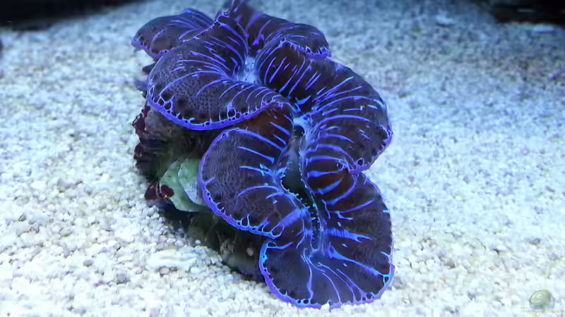 meine schöne Muschel !    :) von urbi (22)