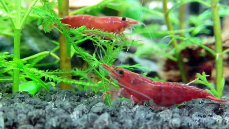 meine schönen :) von Achim (1)