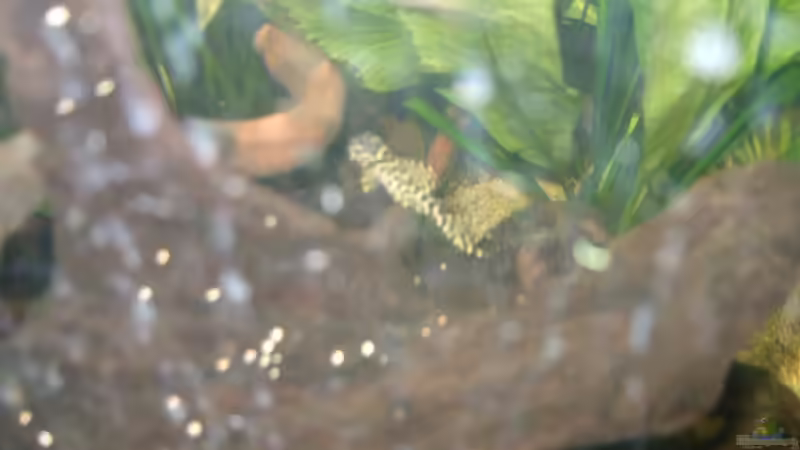 Meine schönen Welse + Jan. 2014 von Tobi L. (27)