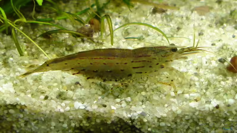 meine schönste Amano von Susanne Kruse (19)