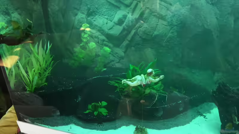 Meine schwimmende Omi mit Badekappe war wieder ein muß ;-) von Olaf Brandt (13)