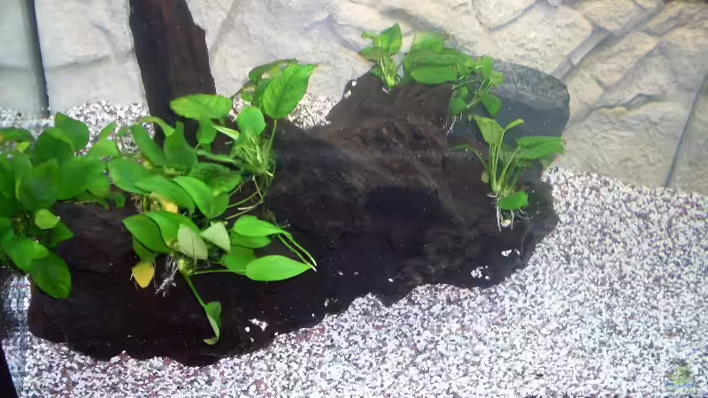 meine seit oktober gewässerte mangroven wurzel von der anfänger (7)