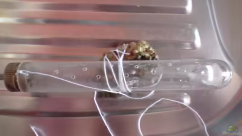 meine selbst gebaute Borstenwurmfalle von O.K. (12)