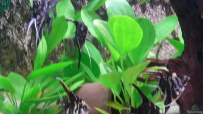 meine Skalare 1 von Thomas Schmitz (2)