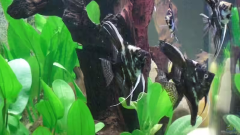 meine Skalare 2 von Thomas Schmitz (3)