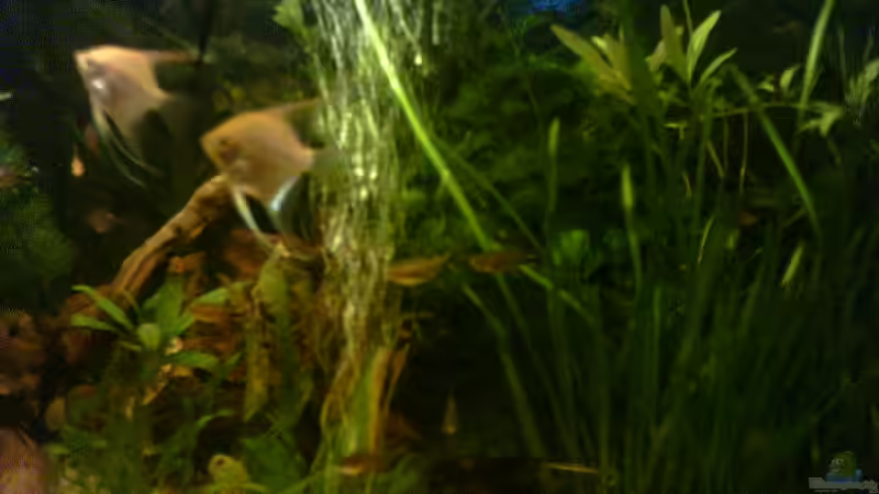 Meine Skalare von Marcel Scheidt (6)