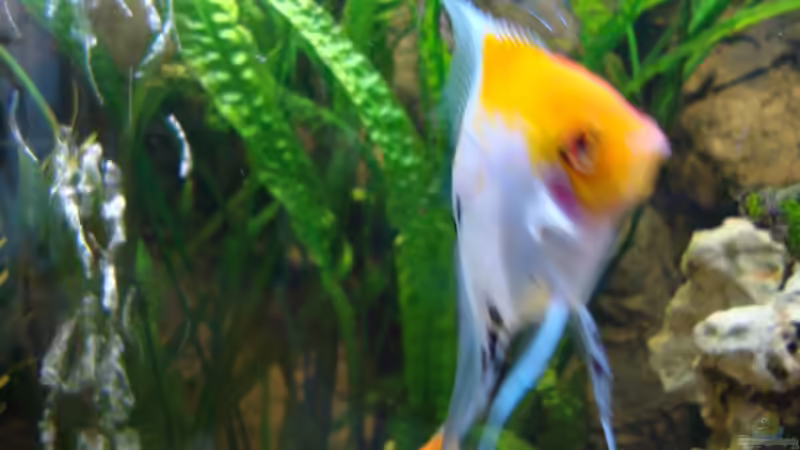 Meine Skalare von Stefan Hülsmann (11)