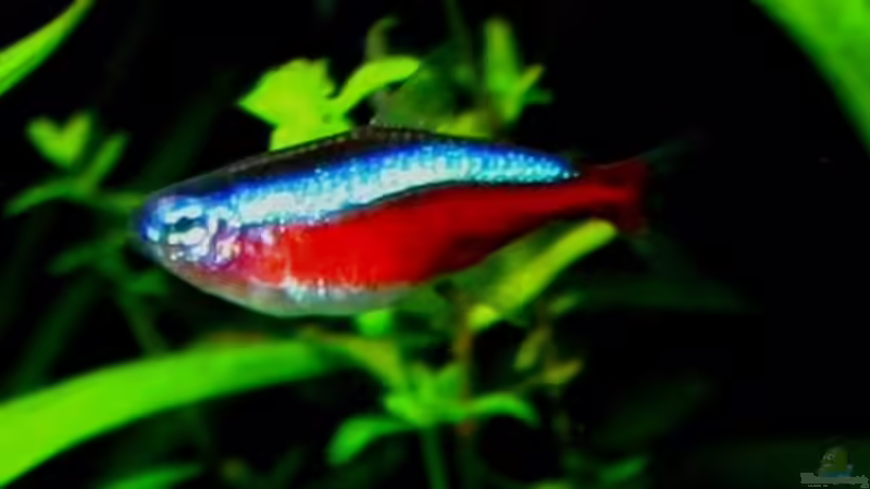 Aquarium einrichten