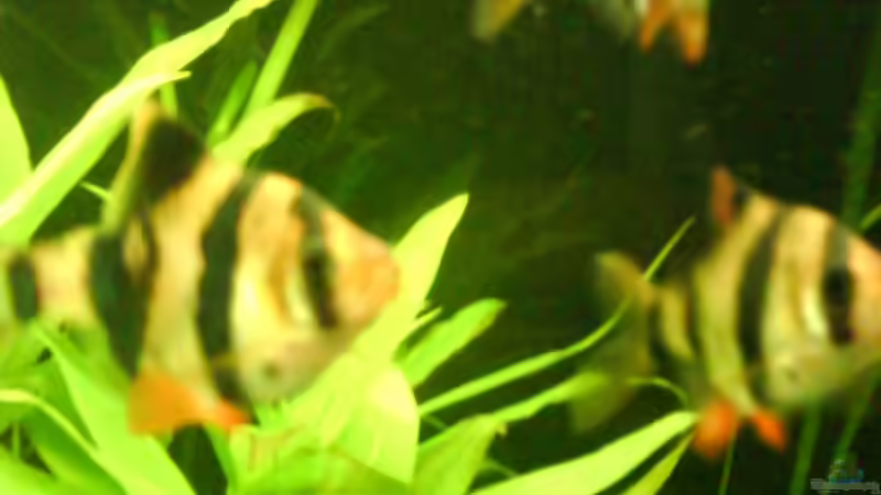 Aquarien mit Sumatrabarben (Puntigrus tetrazona)