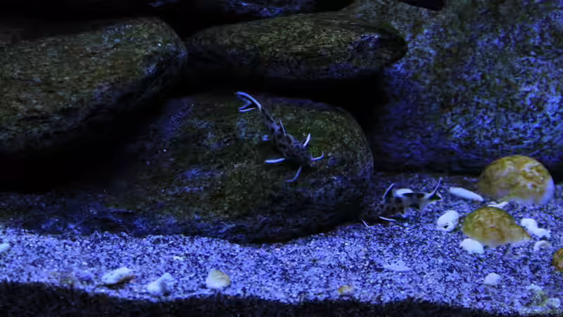 meine Synodontis von Borg (39)