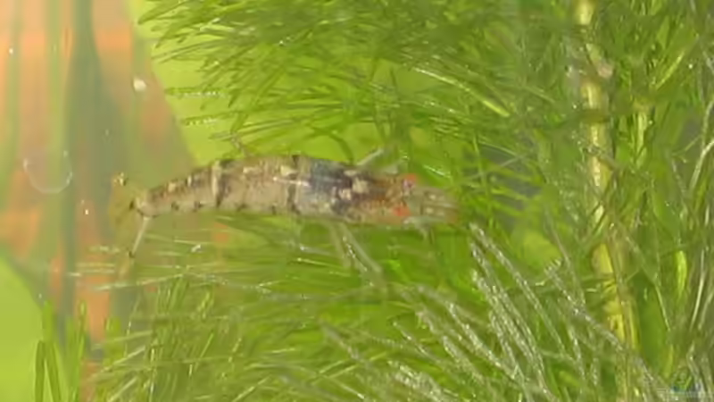 Caridina mariae im Aquarium halten (Einrichtungsbeispiele für Tigergarnelen)