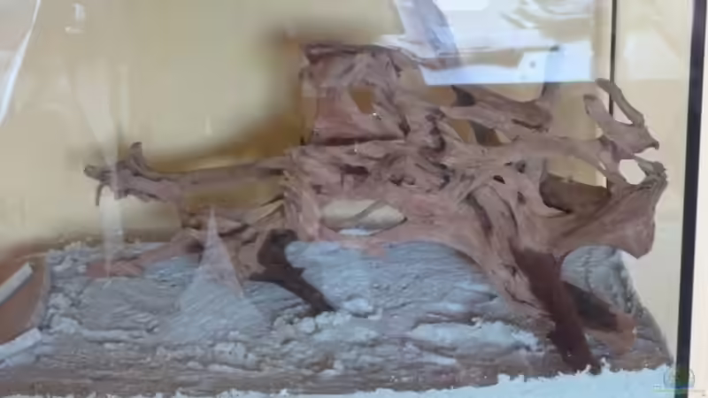 Meine Traumwurzel von Andiman (5)