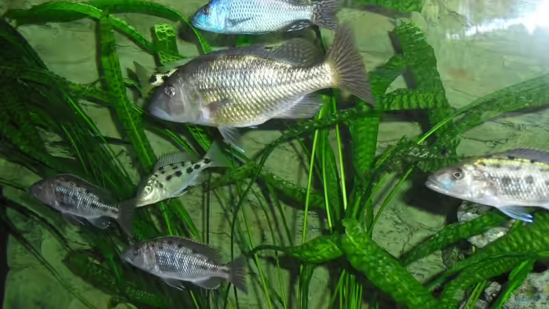 Meine Tyrannos von Toelz (15)