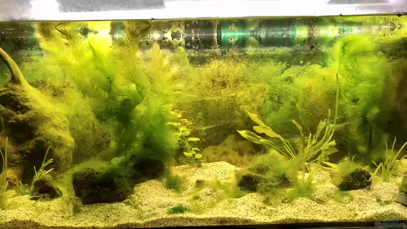 Meine Vereins-Landschaft in Kurzform