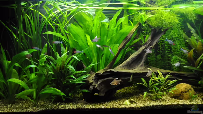 Meine Wasserwelt von Digrisch (1)