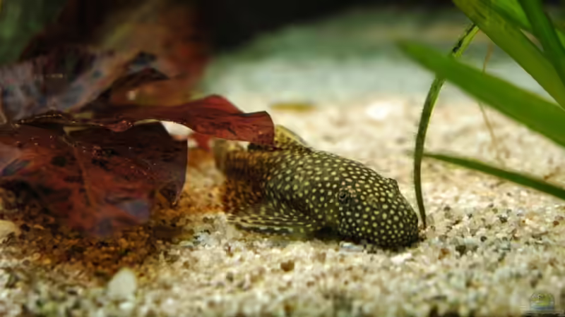 Nymphaea lotus im Aquarium (Einrichtungsbeispiele mit Tigerlotus)