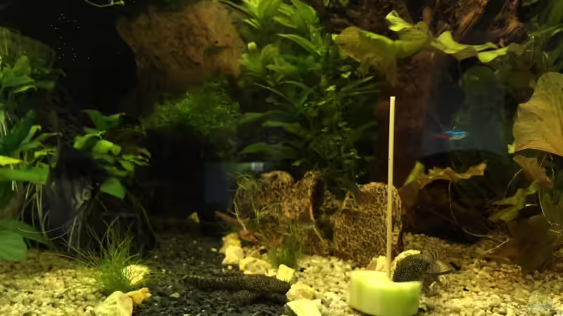 meine Welse =) von Tarmina (36)