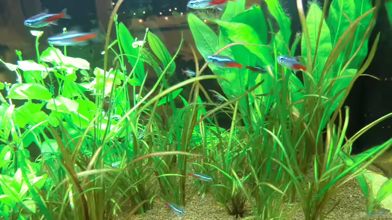 Meine winzige grüne Tigerlotus umringt von Vallisneria, ganz rechts meine kleinen von Anna S. B. (9)