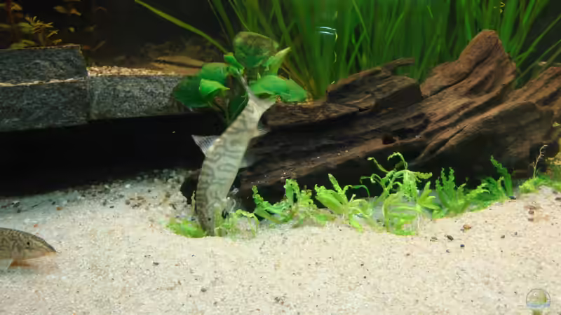 meine Wühlmaus *grmpf* von Marina (40)