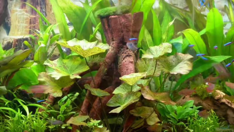 Meine Würzel von Thomas Fehlberg (12)