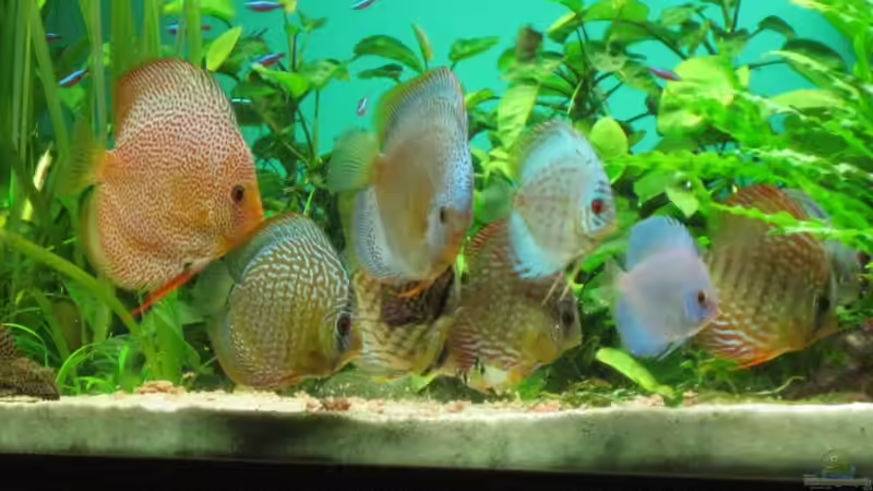 Meine wunderschöne Gruppe von Korbi (40)