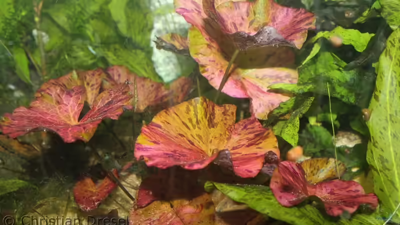 Meine wunderschöne rote Tigerlotus von chrisi01 (9)