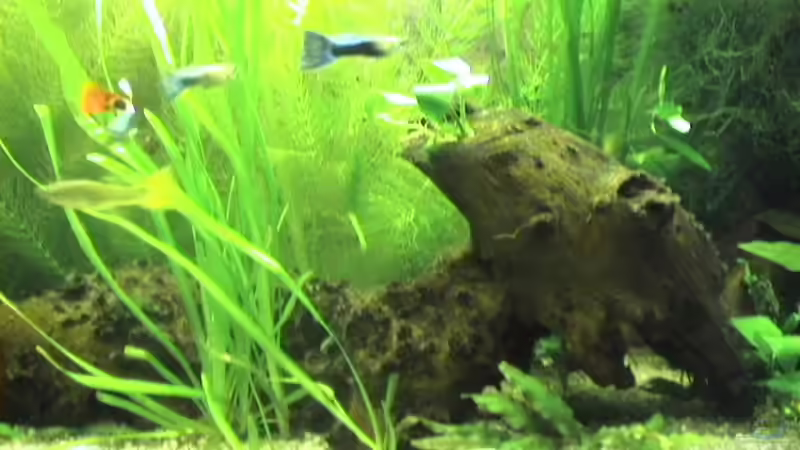 meine wurzel die ziemlich lang ist... von Yasemin Ünsal (4)