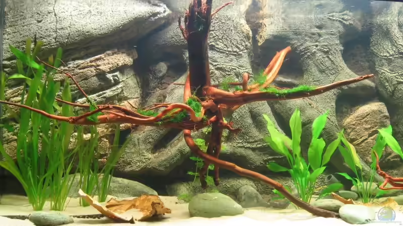 Meine Wurzel von Hubert Demonty (16)