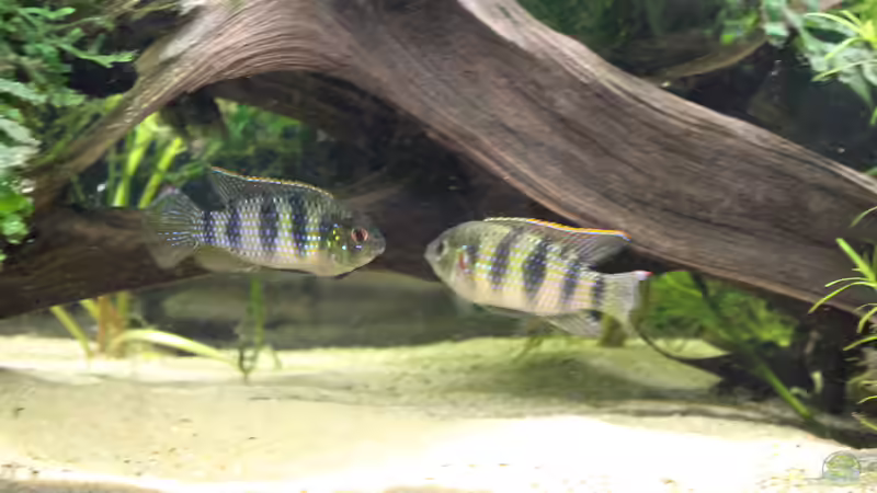 Meine Wurzel! von LaFrieda (20)