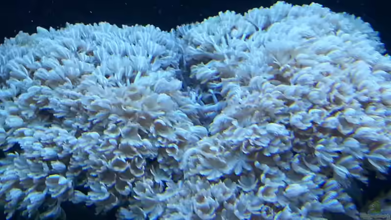 meine Xenia ! von urbi (111)