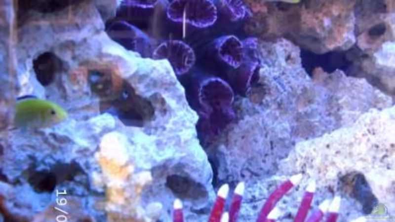 meine yellows labid. von Sabine Krüger (8)