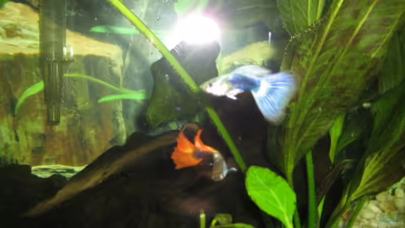 Meine zwei hübschen Guppy Männchen. von Dennis Jaaks (16)
