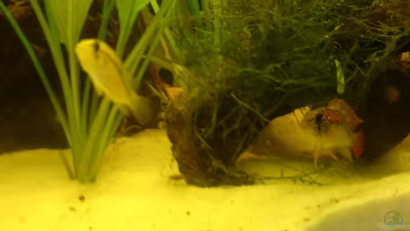 Meine zwei Neuzugänge von Oliver Hüttner (8)