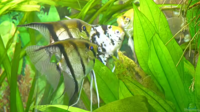 meine zwei Pärchen von Werner Buntin (11)