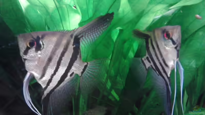 Meine zwei Racker von Aquaristik Freund (5)