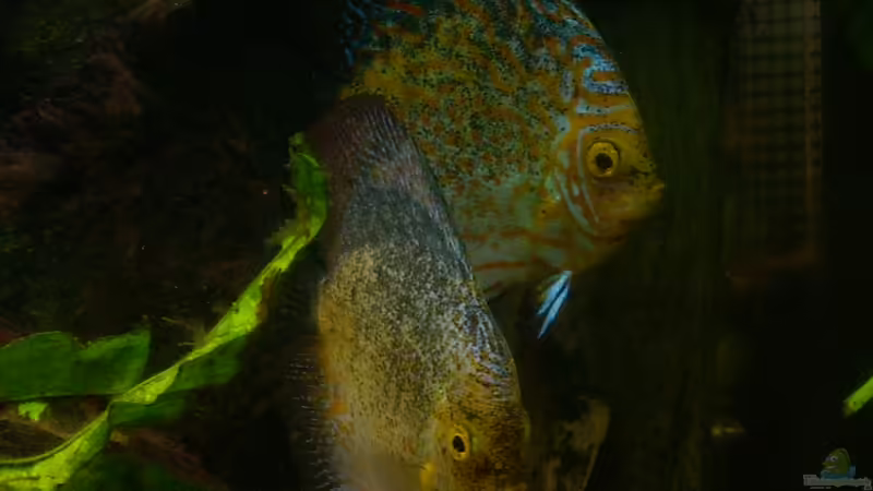 Meine zwei schwer Verliebten :) von @quarium Cologne (108)