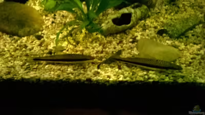 Meine zwei Streifen Hörnchen von Lars Ascher (74)